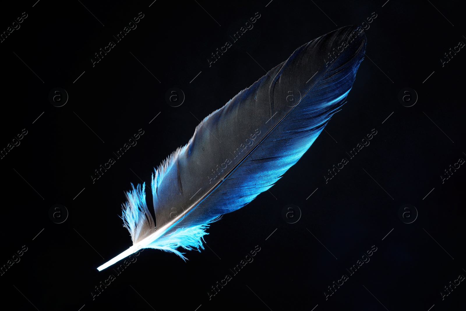 Photo of One beautiful feather in color light on black background, closeup