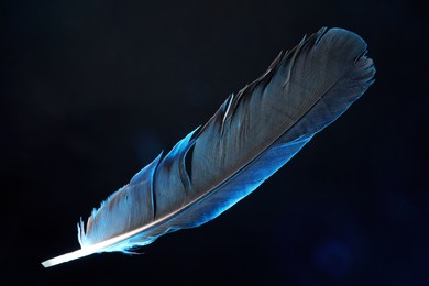 One beautiful feather in color light on black background, closeup