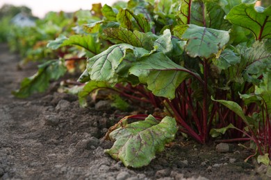 Photo of Beetroot plants with green leaves growing in field, closeup