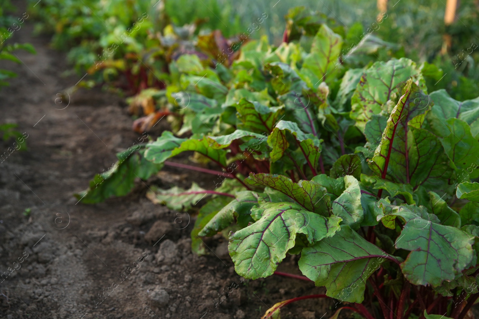 Photo of Beetroot plants with green leaves growing in field, closeup