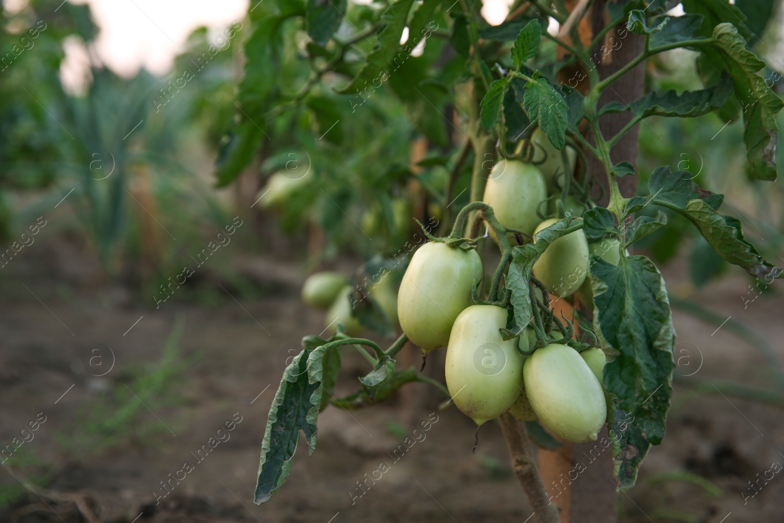 Photo of Unripe tomatoes growing on bush outdoors, closeup. Space for text