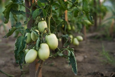 Unripe tomatoes growing on bush outdoors, closeup. Space for text