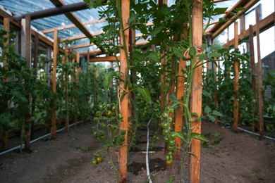 Photo of Unripe tomatoes growing on bush in greenhouse