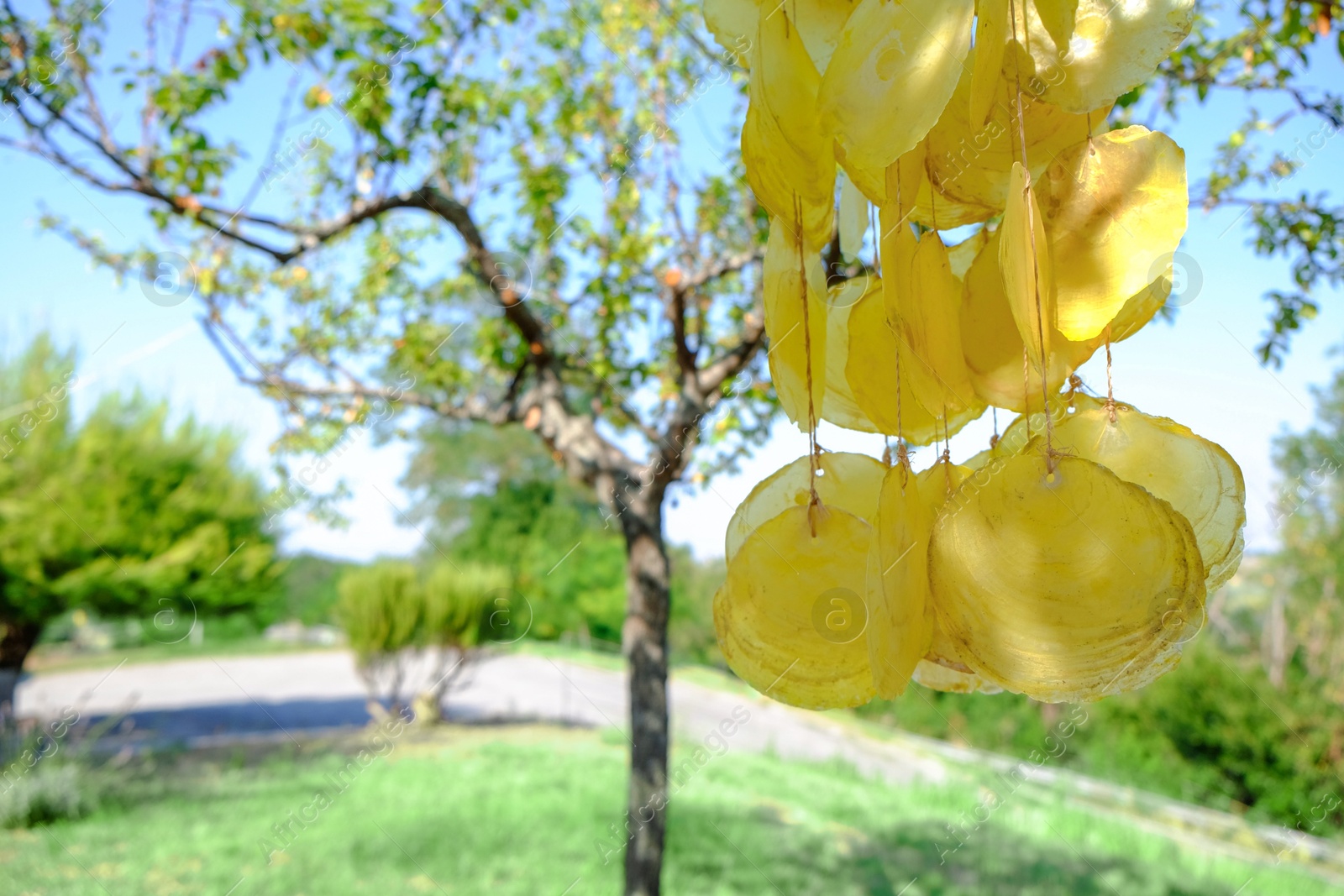 Photo of Beautiful wind chimes hanging on tree outdoors