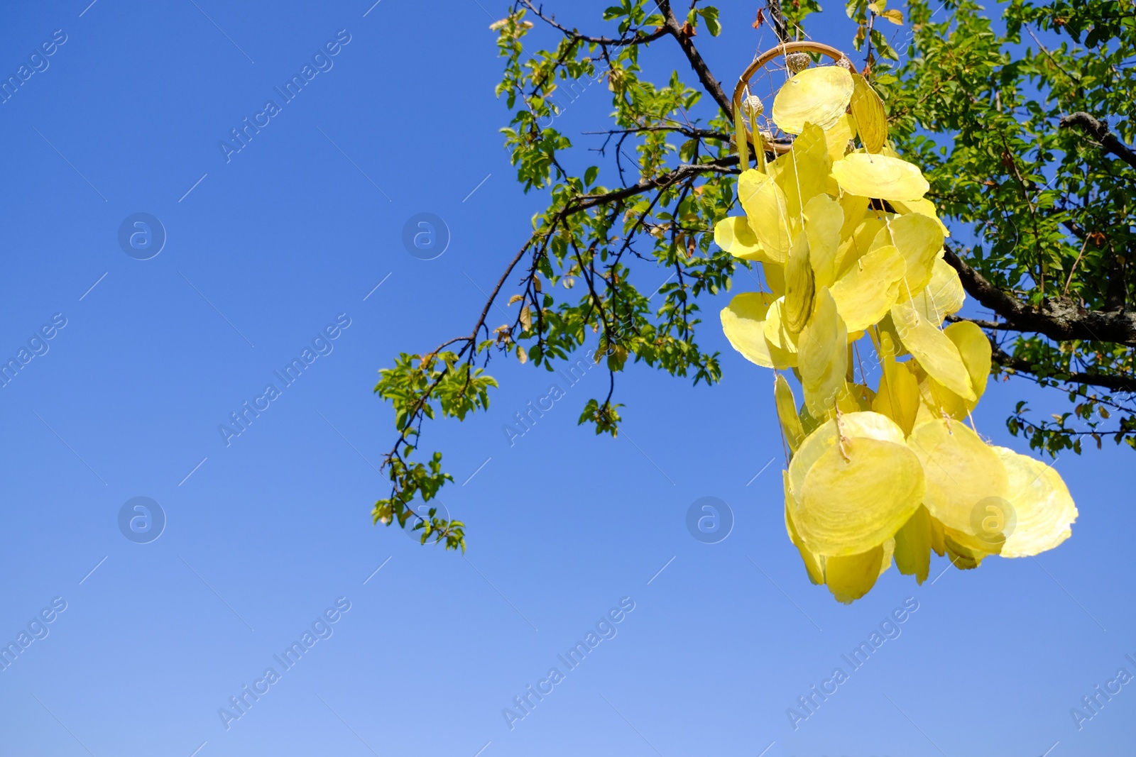 Photo of Beautiful wind chimes hanging on tree outdoors, low angle view