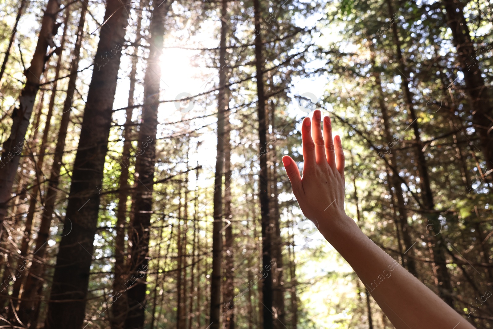 Photo of Young hiker enjoying time in forest on sunny day, closeup