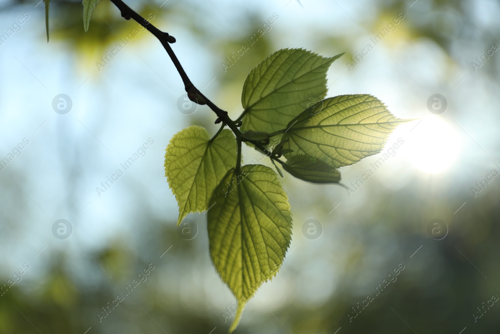 Photo of Tree branch with green leaves on sunny day