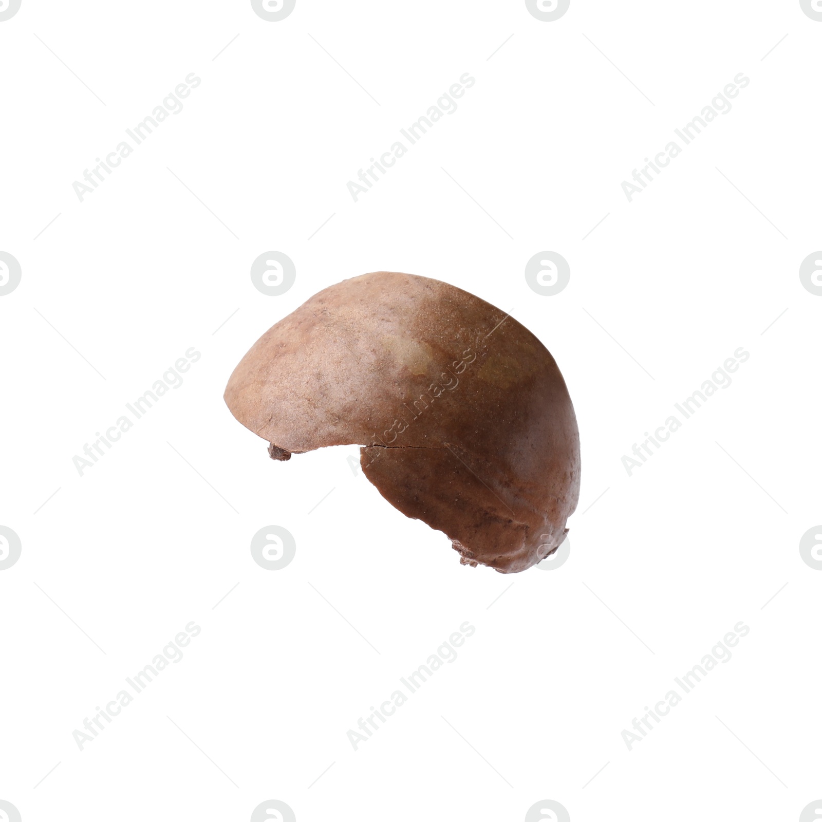 Photo of Piece of macadamia nut shell isolated on white