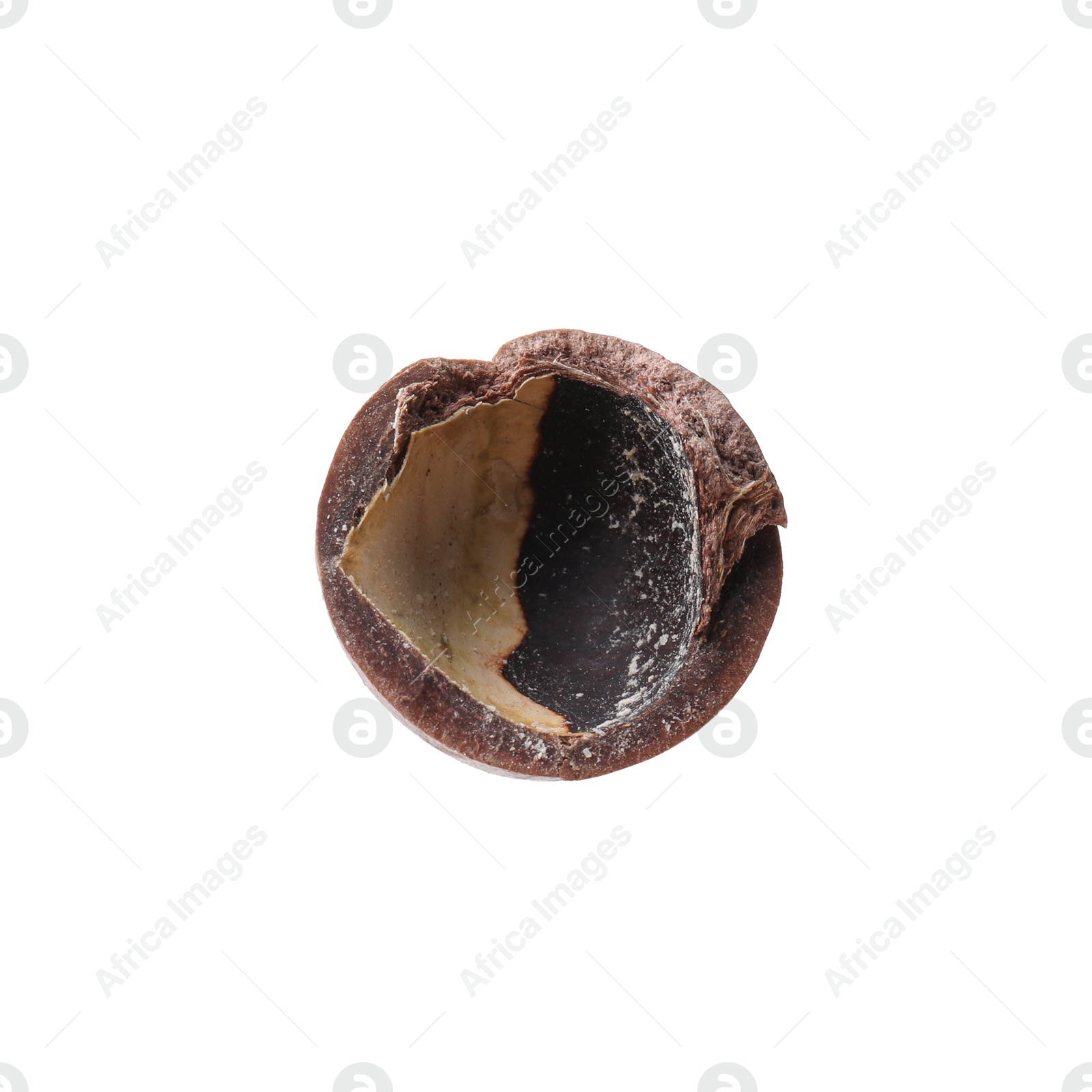 Photo of Piece of macadamia nut shell isolated on white