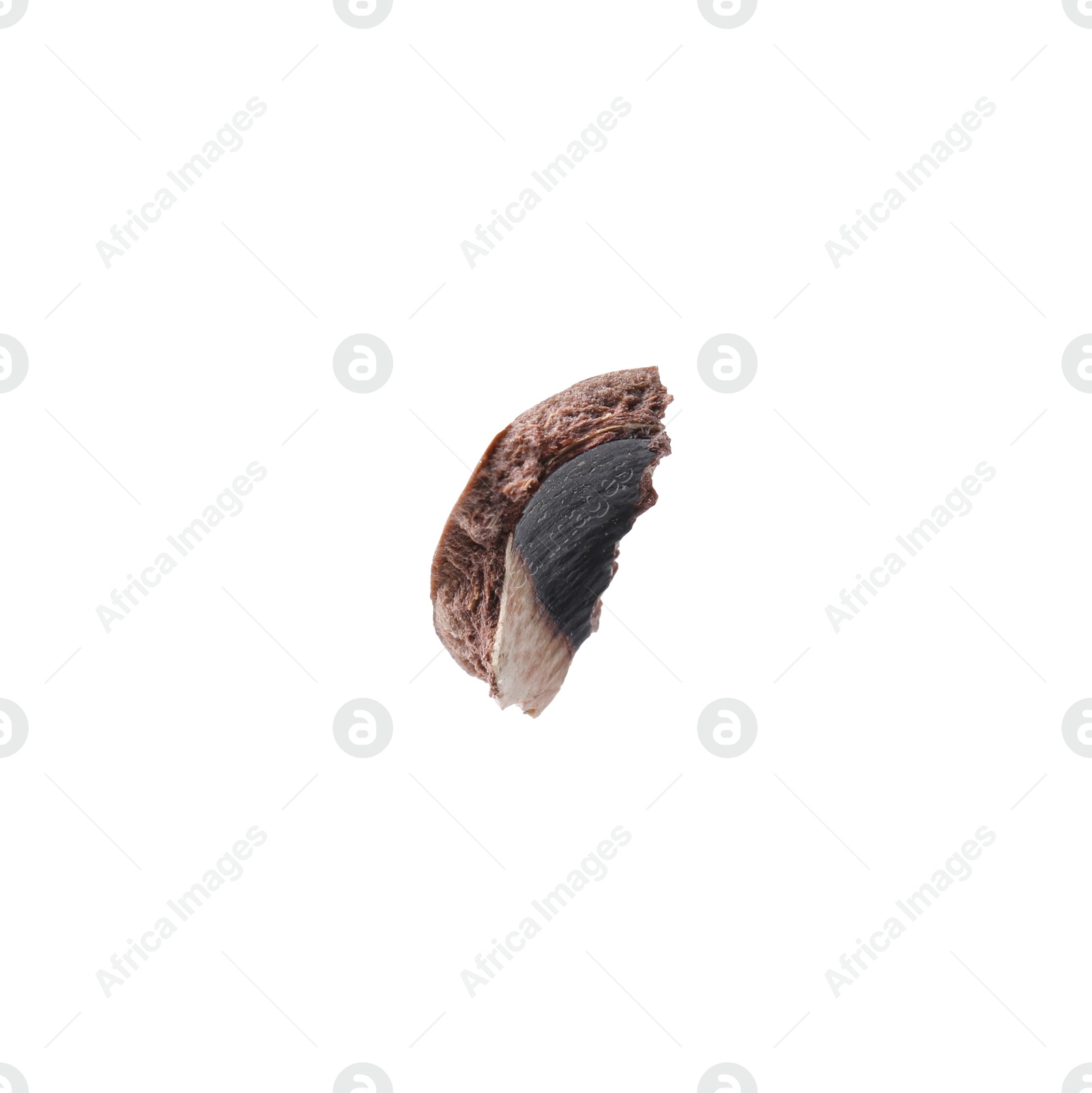 Photo of Piece of macadamia nut shell isolated on white