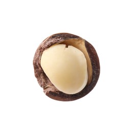 Photo of One macadamia nut with shell isolated on white