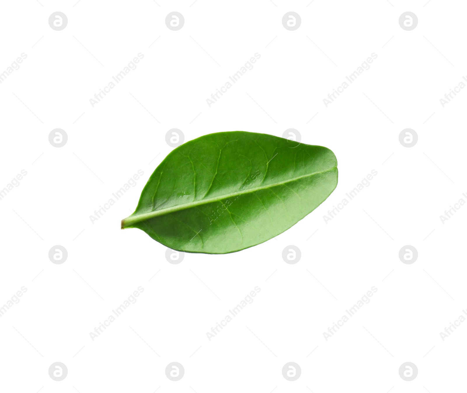 Photo of One macadamia tree leaf isolated on white