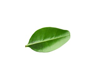 Photo of One macadamia tree leaf isolated on white