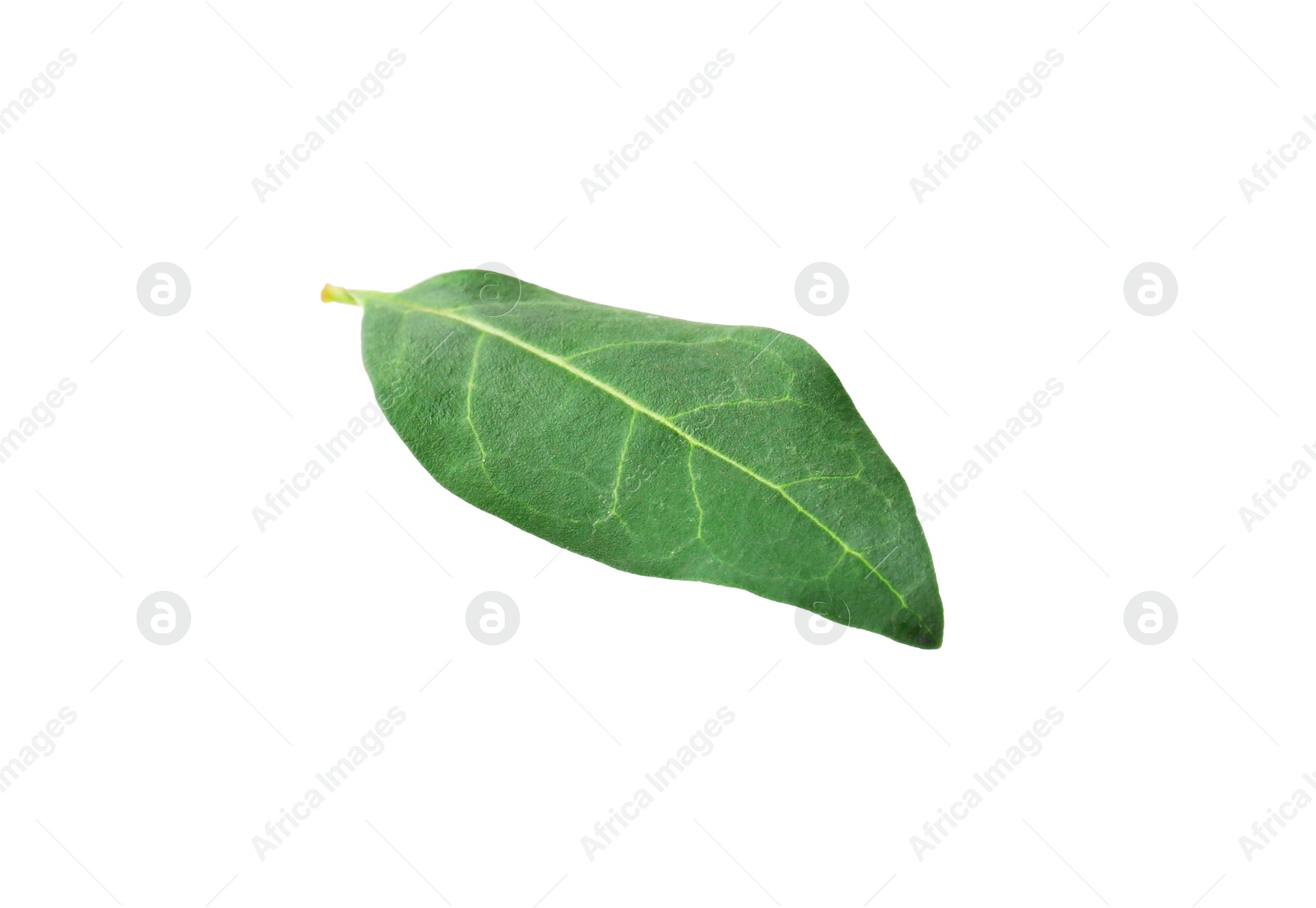 Photo of One macadamia tree leaf isolated on white