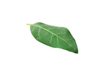 Photo of One macadamia tree leaf isolated on white