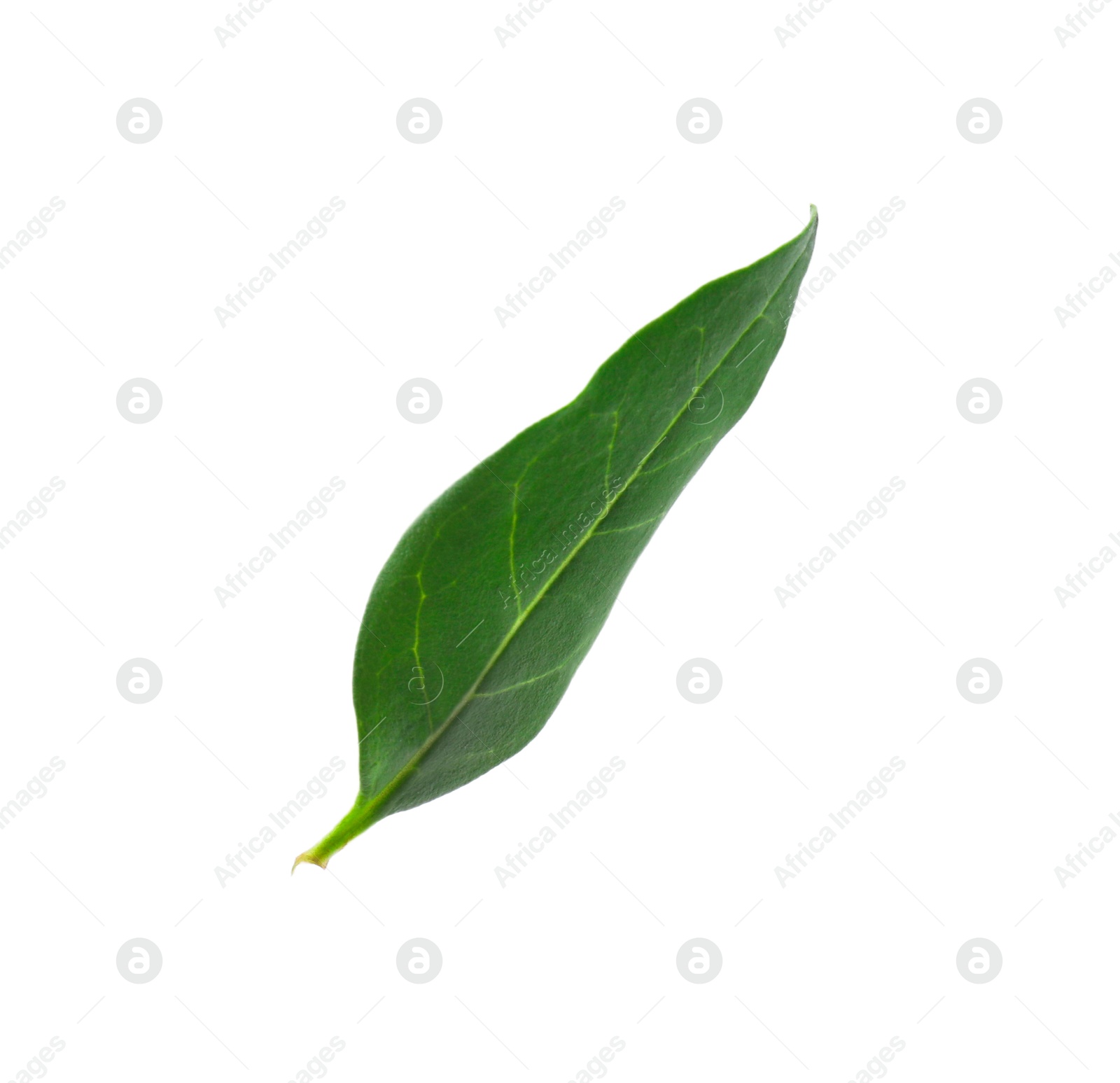 Photo of One macadamia tree leaf isolated on white