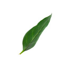 Photo of One macadamia tree leaf isolated on white