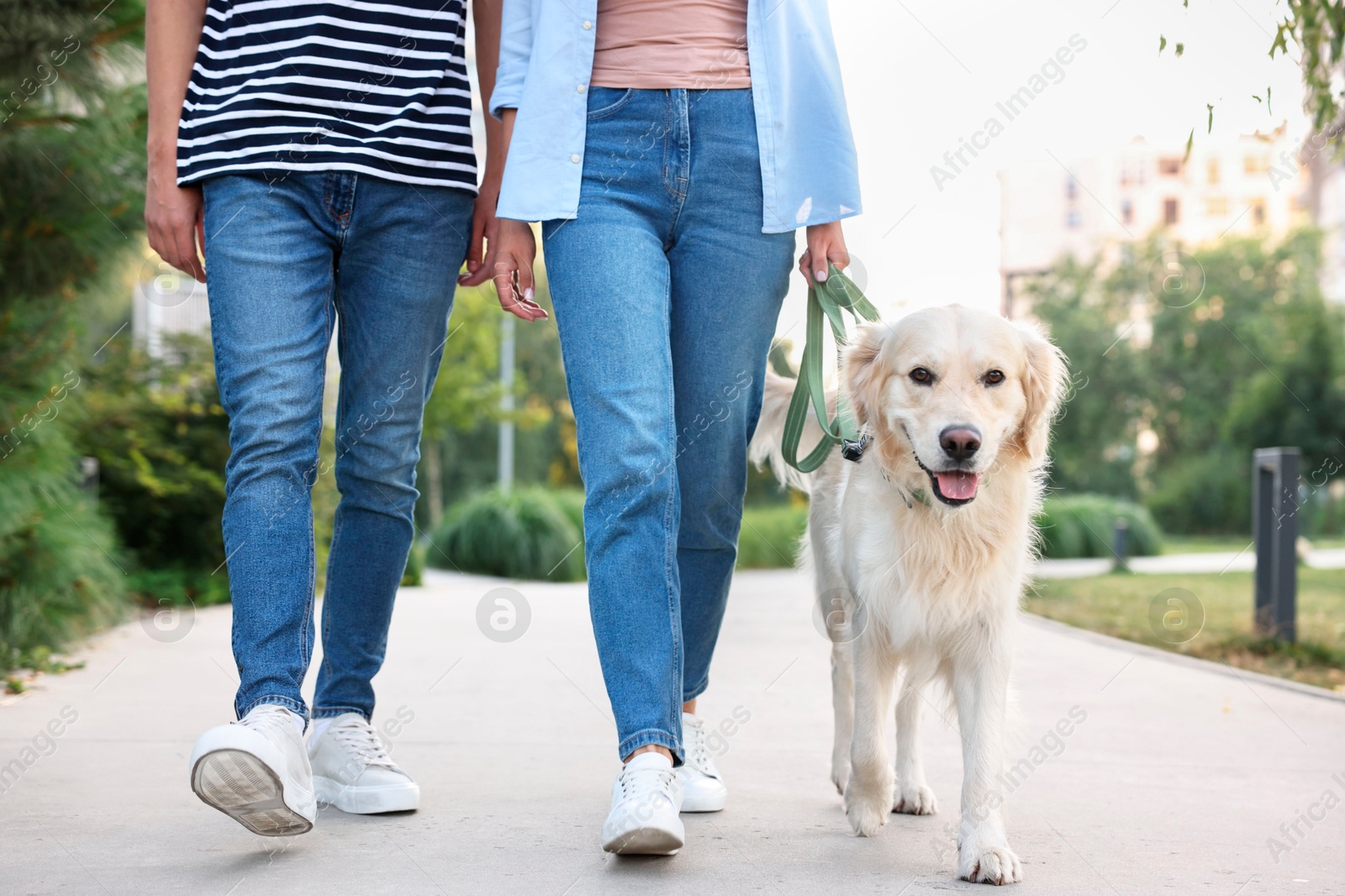 Photo of Couple walking with cute Golden Retriever dog outdoors, closeup