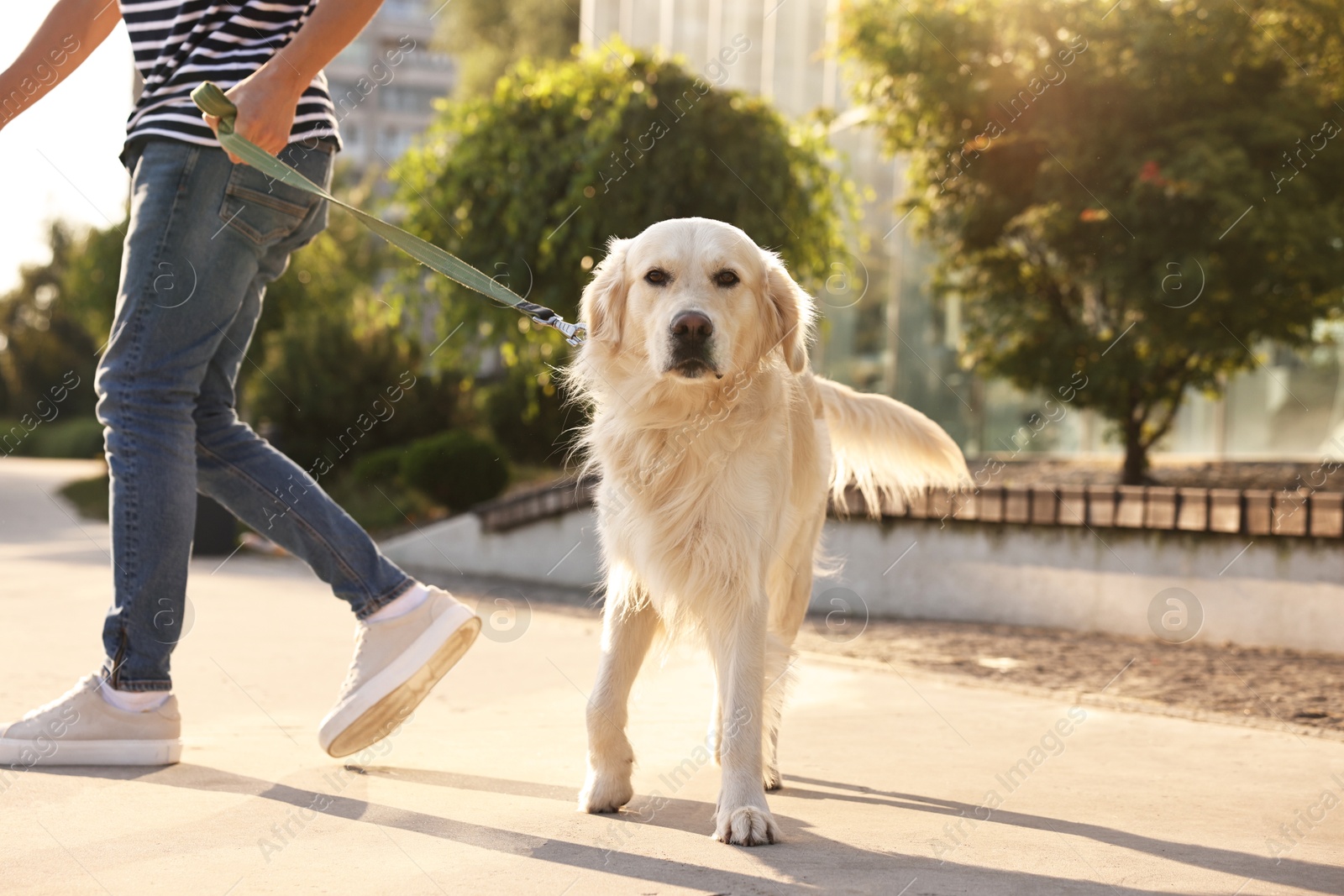 Photo of Owner walking with cute Golden Retriever dog outdoors on sunny day, closeup