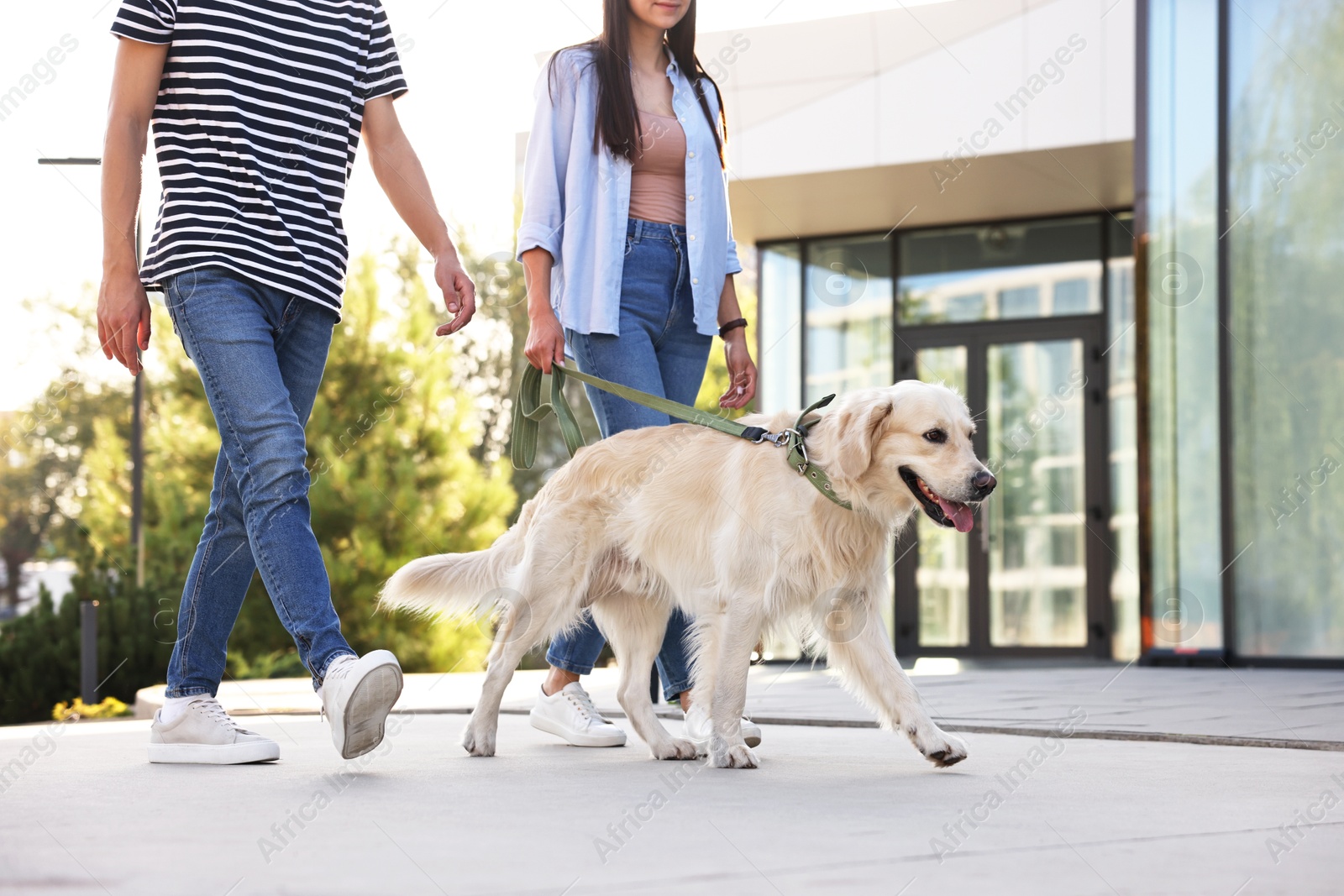 Photo of Couple walking with cute Golden Retriever dog outdoors, closeup