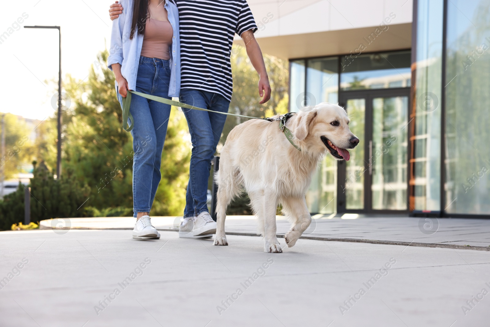 Photo of Couple walking with cute Golden Retriever dog outdoors, closeup