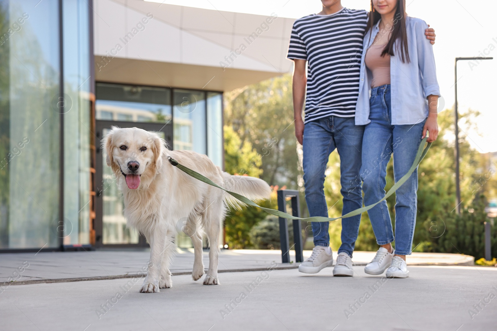 Photo of Couple walking with cute Golden Retriever dog outdoors, closeup