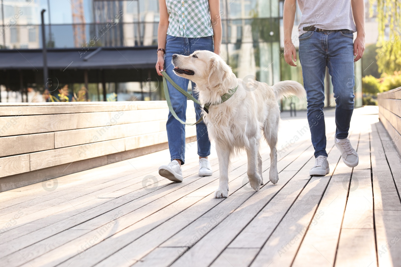 Photo of Couple walking with cute Golden Retriever dog outdoors on sunny day, closeup. Space for text