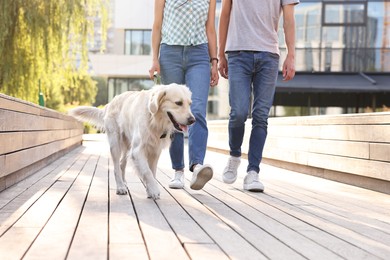 Photo of Couple walking with cute Golden Retriever dog outdoors on sunny day, closeup