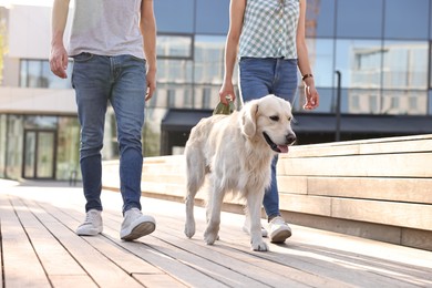 Photo of Couple walking with cute Golden Retriever dog outdoors on sunny day, closeup