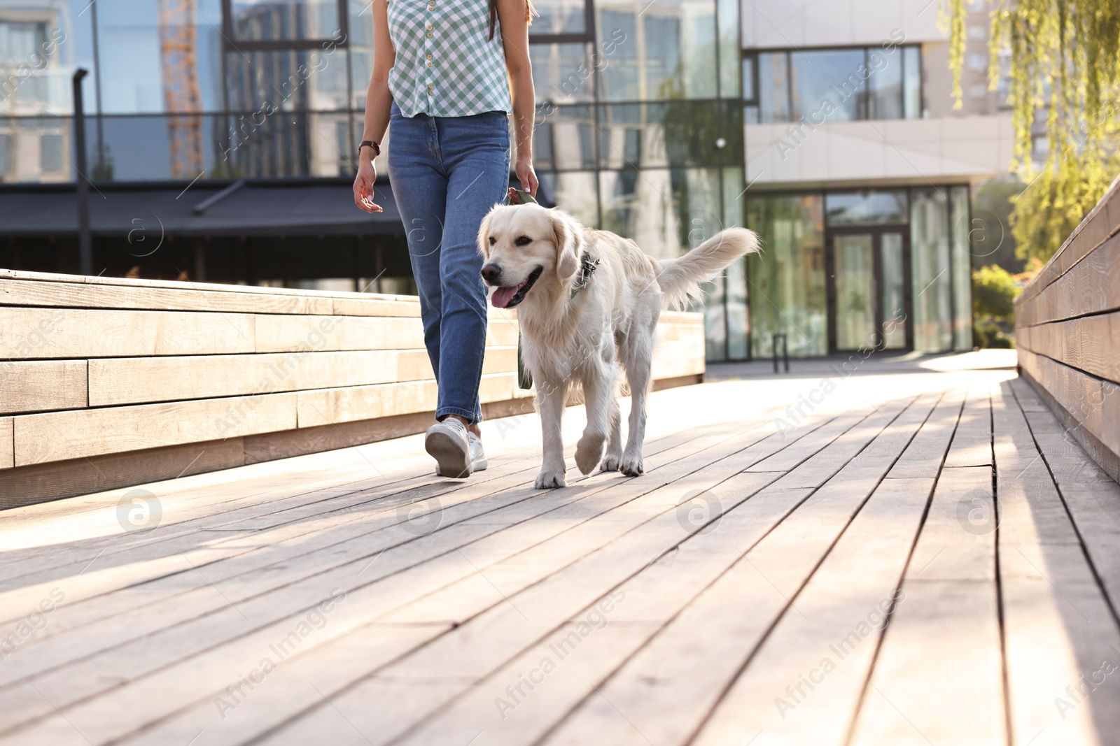 Photo of Owner walking with cute Golden Retriever dog outdoors on sunny day, closeup