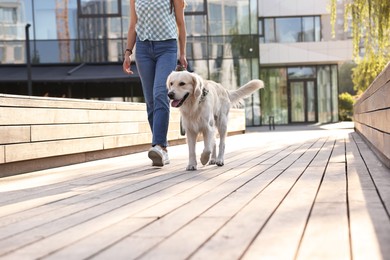 Owner walking with cute Golden Retriever dog outdoors on sunny day, closeup