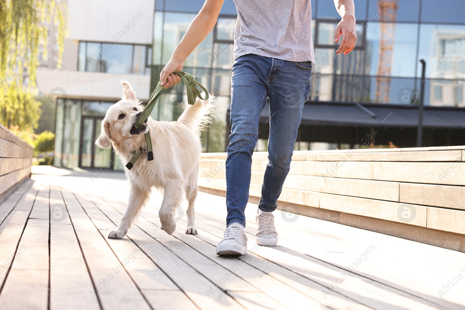 Photo of Owner playing with cute Golden Retriever dog outdoors on sunny day, closeup