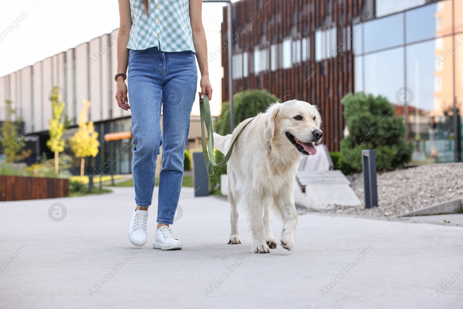 Photo of Owner walking with cute Golden Retriever dog outdoors, closeup