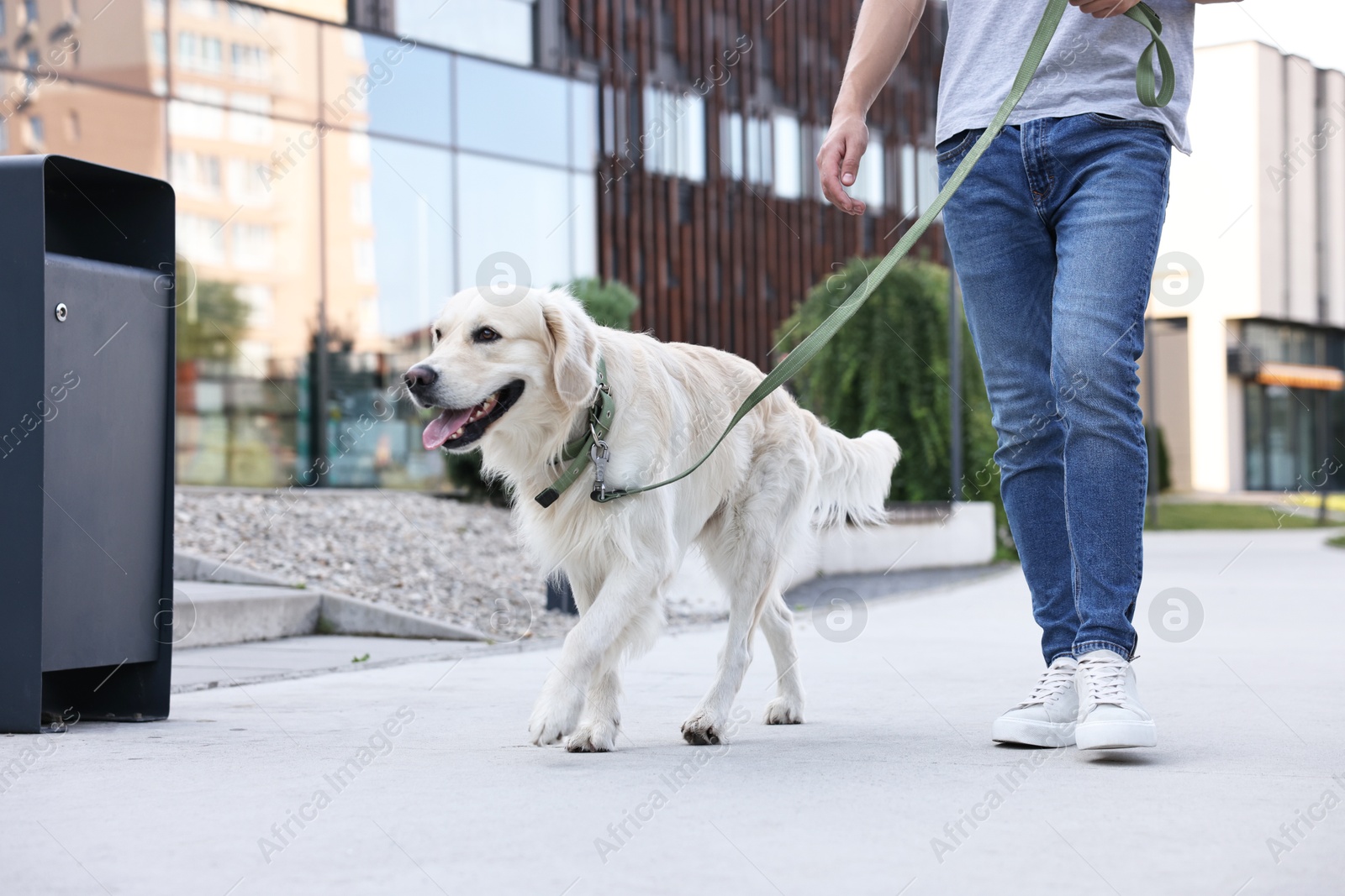 Photo of Owner walking with cute Golden Retriever dog outdoors, closeup