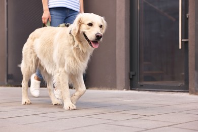 Photo of Owner walking with cute Golden Retriever dog outdoors, closeup. Space for text