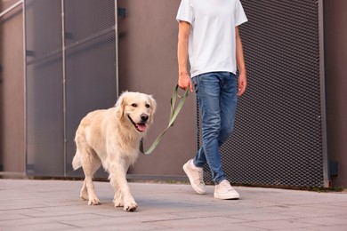 Photo of Owner walking with cute Golden Retriever dog outdoors, closeup