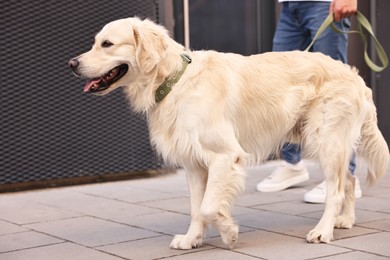 Photo of Cute Golden Retriever dog walking with owner outdoors, closeup