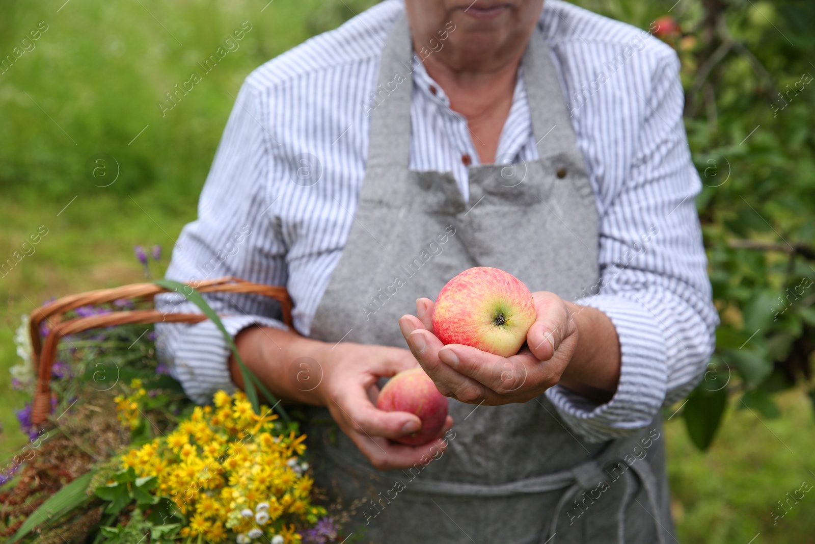 Photo of Senior woman with apples and wildflowers outdoors, closeup