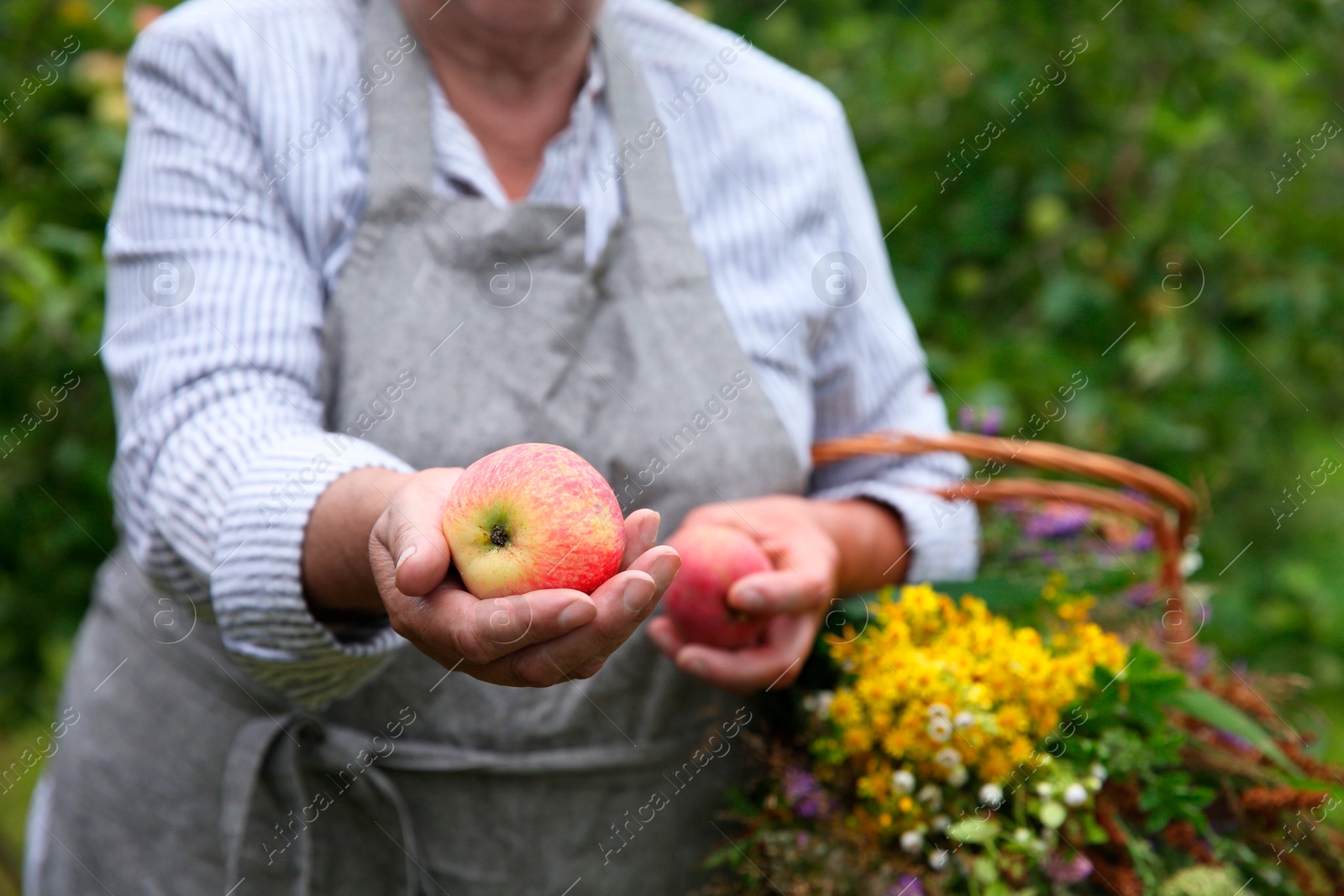 Photo of Senior woman with apples and wildflowers outdoors, closeup