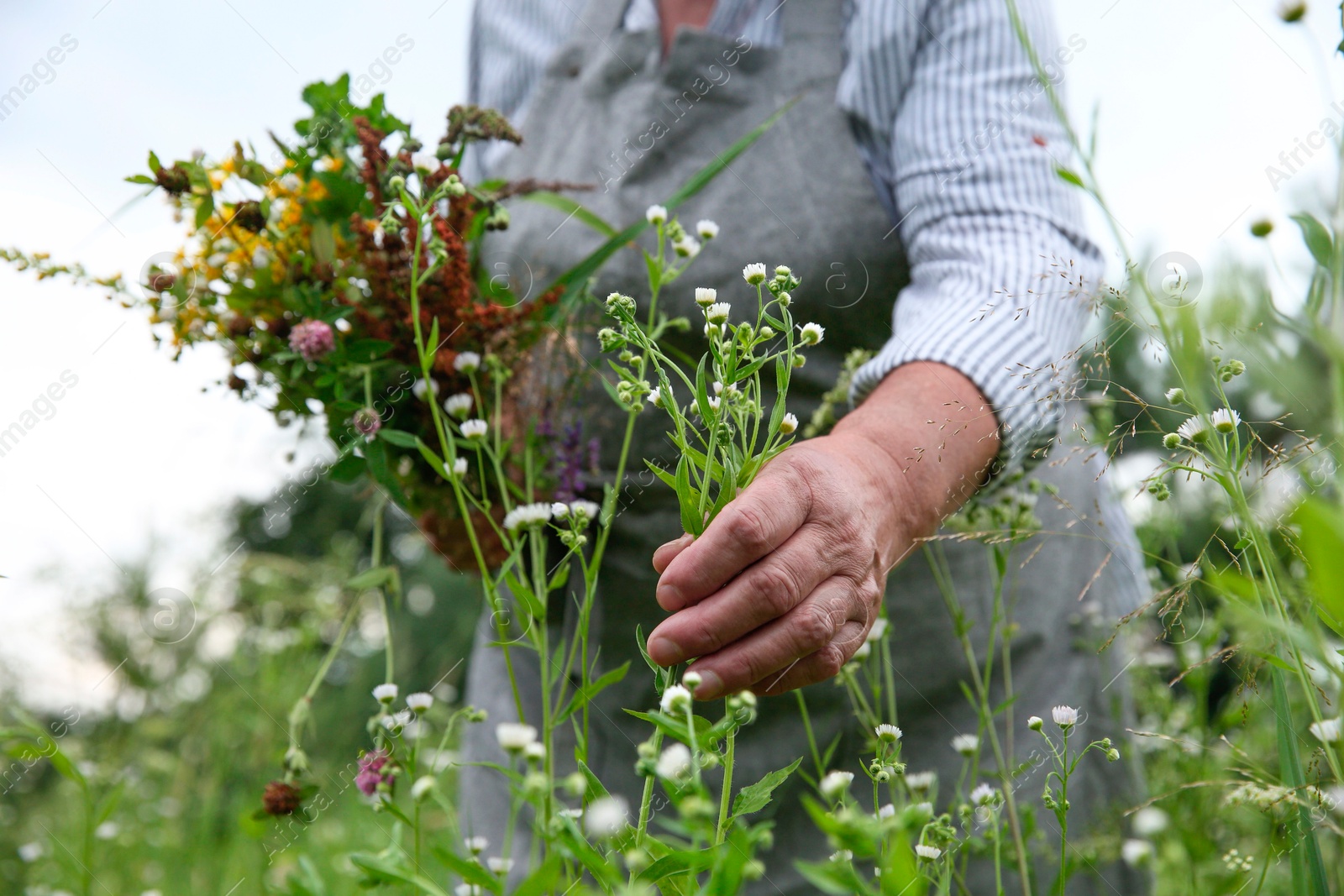 Photo of Senior woman picking herbs for tincture in meadow, closeup