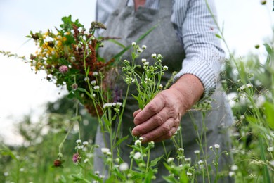 Senior woman picking herbs for tincture in meadow, closeup