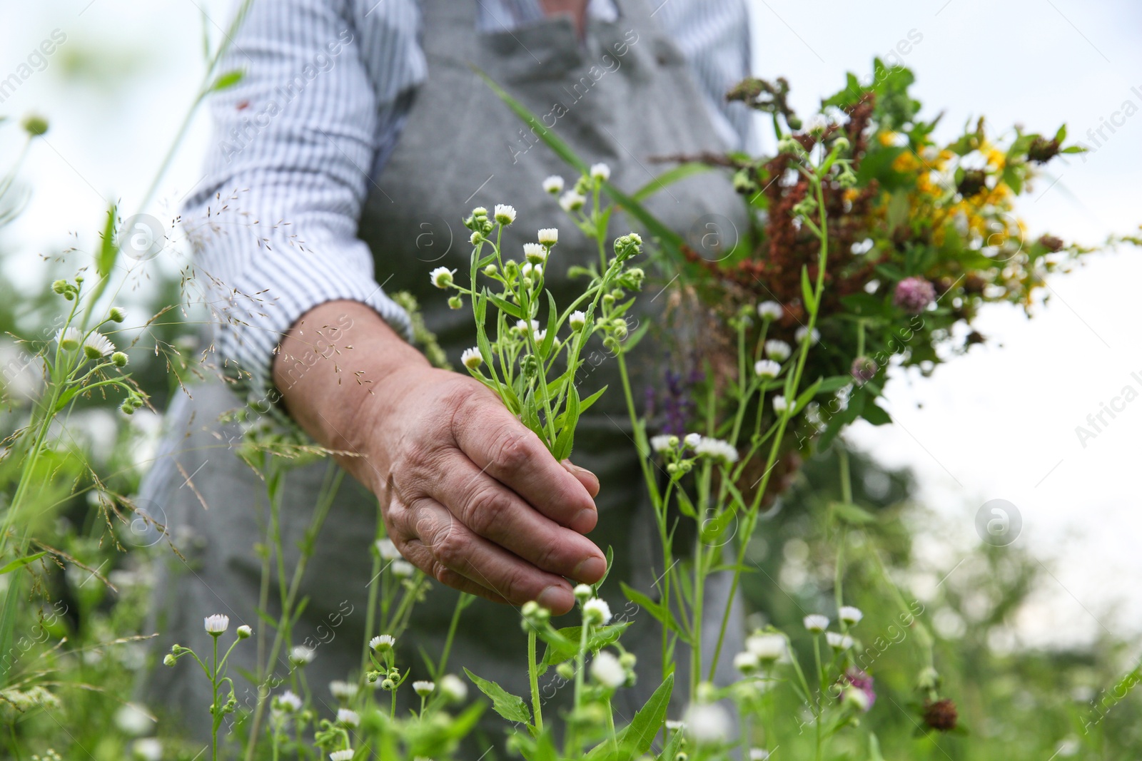 Photo of Senior woman picking herbs for tincture in meadow, closeup