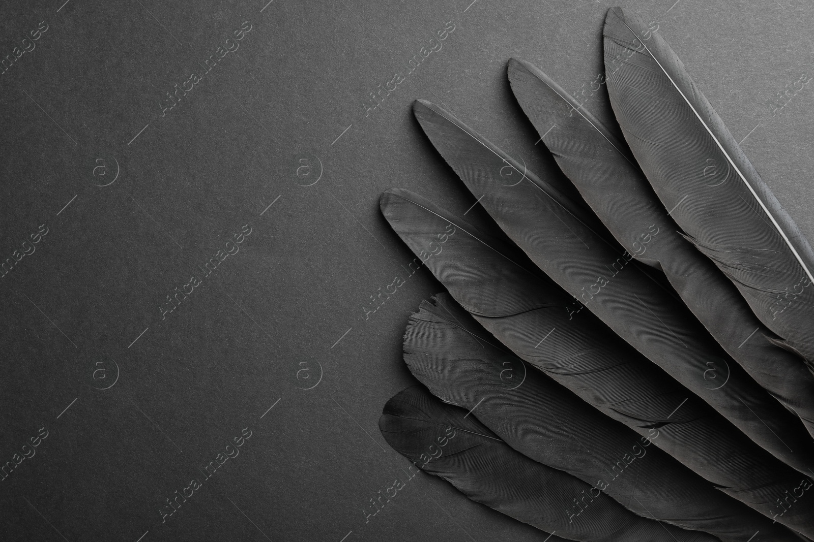 Photo of Beautiful black feathers on gray background, top view. Space for text