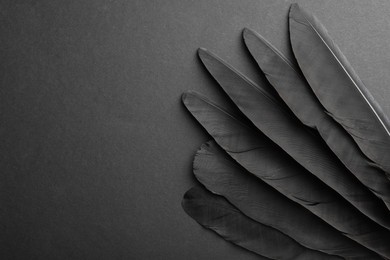 Photo of Beautiful black feathers on gray background, top view. Space for text