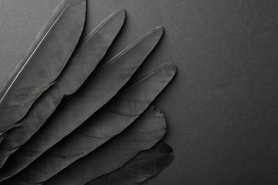 Photo of Beautiful black feathers on gray background, top view. Space for text