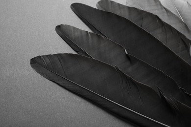 Photo of Beautiful black feathers on gray background, closeup