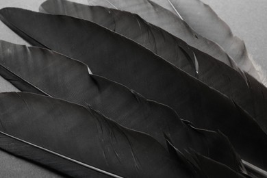 Photo of Beautiful black feathers on gray background, closeup