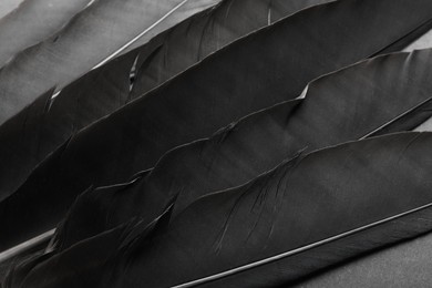 Photo of Beautiful black feathers on gray background, closeup