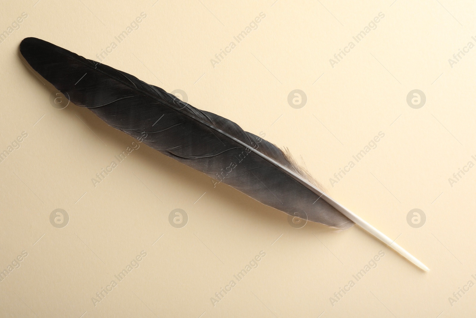 Photo of One beautiful feather on beige background, top view