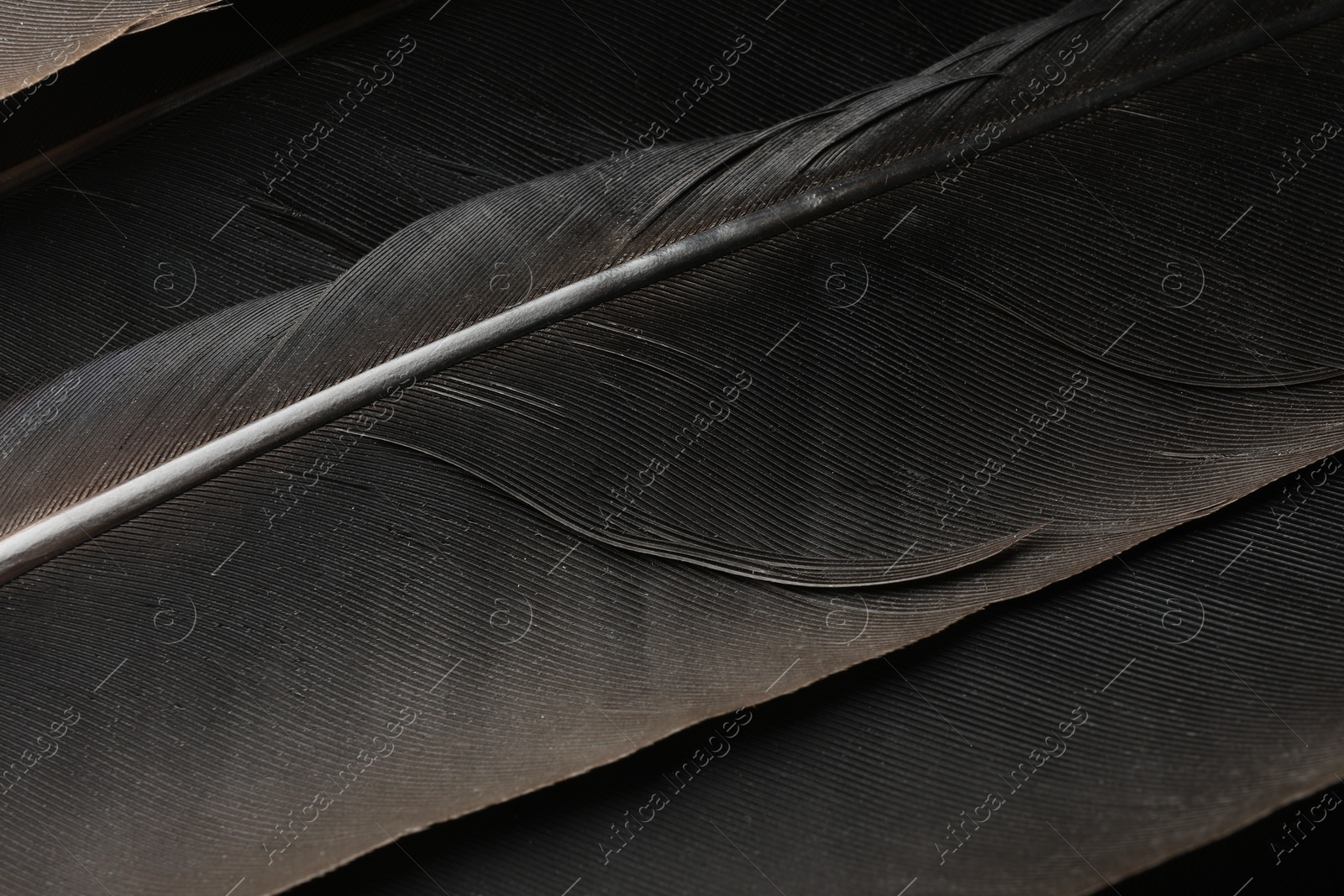 Photo of Beautiful black feathers as background, closeup view